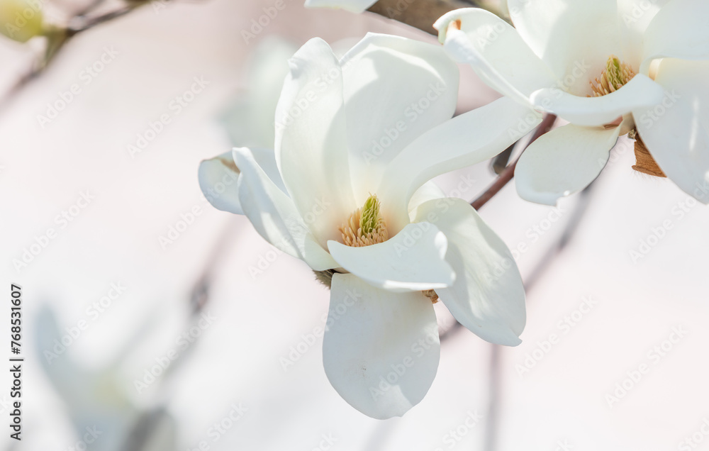 White magnolias are in full bloom. warm sunshine - mokryeon, kobushi magnolia, Magnolia kobus