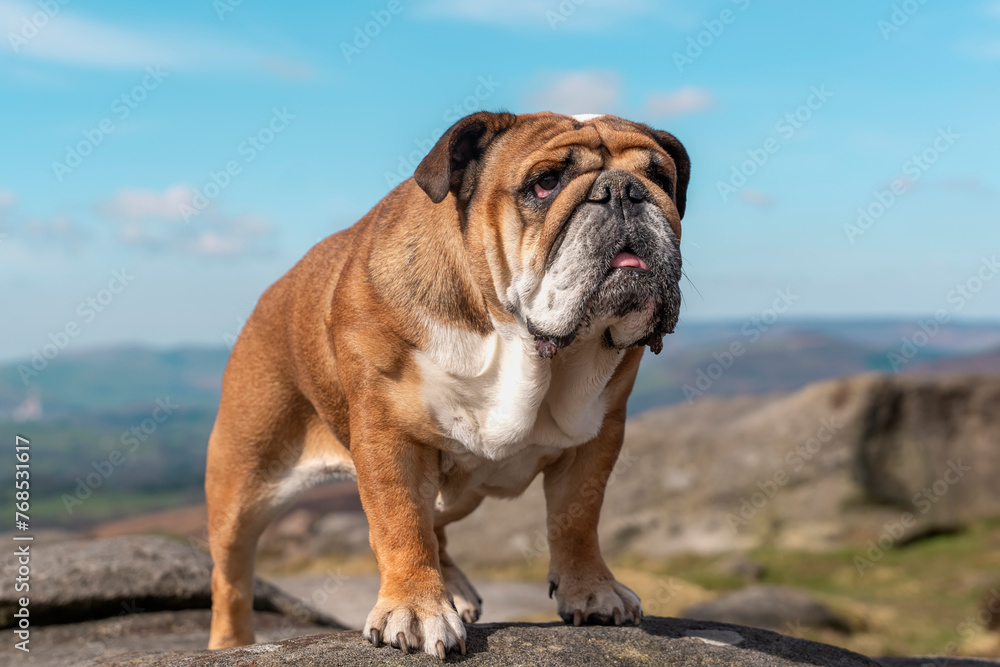 Red English British Bulldog Dog out for a walk  in mountains against cloudy looking at  camera on sunny day
