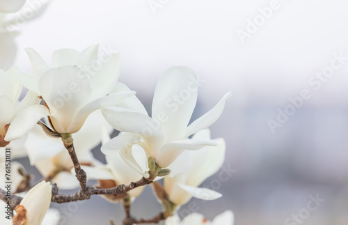 White magnolias are in full bloom. warm sunshine - mokryeon  kobushi magnolia  Magnolia kobus