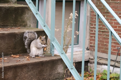 Squirrel on top of stairs, standing before more stairs. photo