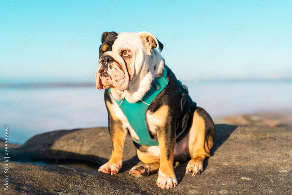 Portrait of Black tri-color English British Bulldog Dog in harness out for a walk sitting on top of mountains against blue sky with copy space