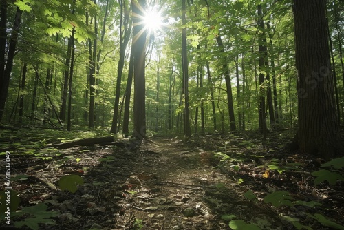 The sun shines through the dense forest canopy  creating a beautiful interplay of light and shadows on the forest floor