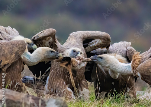 Griffon Vulture (Gyps fulvus) on feeding station © georgigerdzhikov