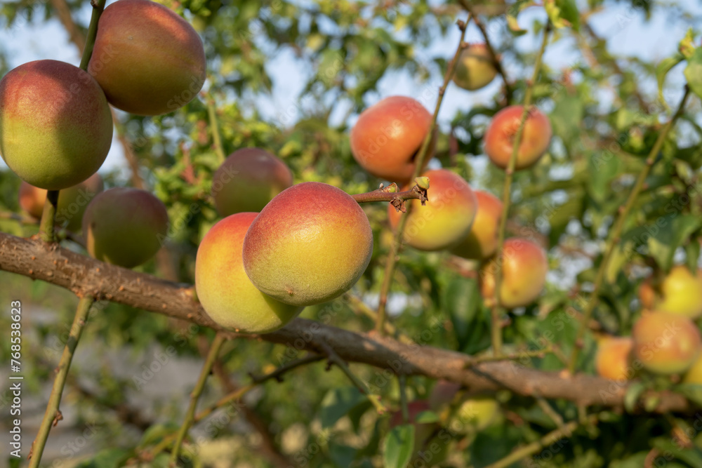 Obraz premium 枝で赤く色付いたウメ(Prunus mume)の実