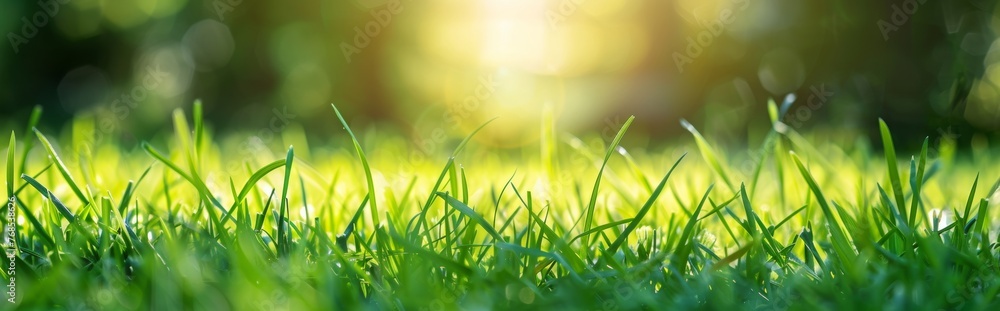 The sun shines on the green grass, with a closeup of tall ears of rice in spring and a panoramic view. Idyllic scene of nature, showcasing harmony between plants and sunlight The sun shines on the green grass, with a closeup of tall ears of rice in spring and a panoramic view. Idyllic scene of nature, showcasing harmony between plants and sunlight
