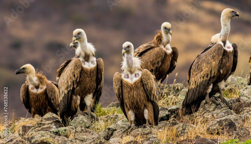 Griffon Vulture (Gyps fulvus) on feeding station photo
