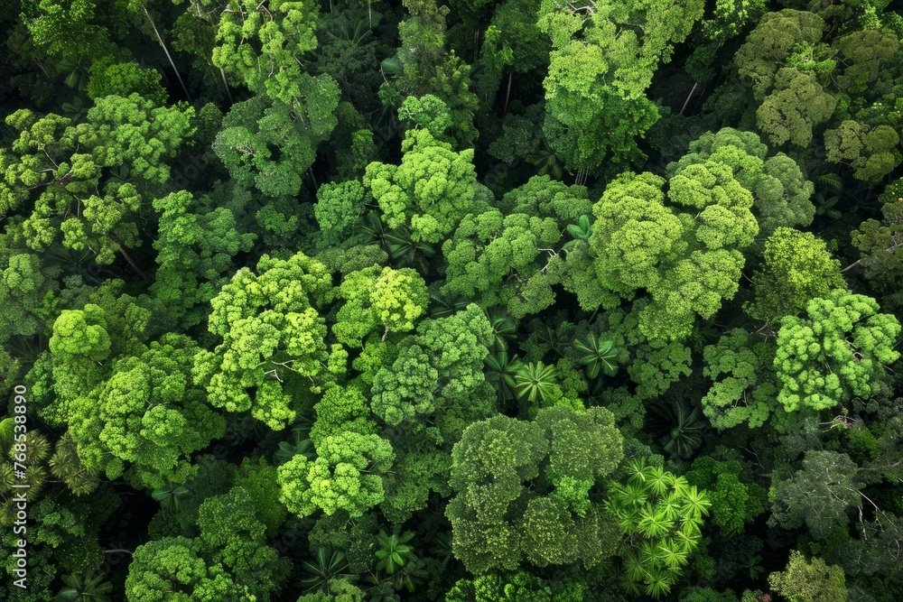 View from above of a dense forest with numerous trees creating intricate patterns and textures in the canopy