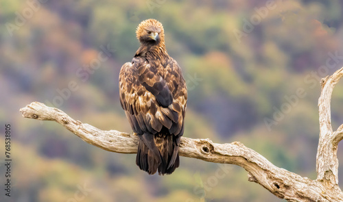 Action photography of Golden Eagle