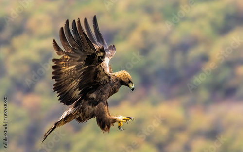 Action photography of Golden Eagle