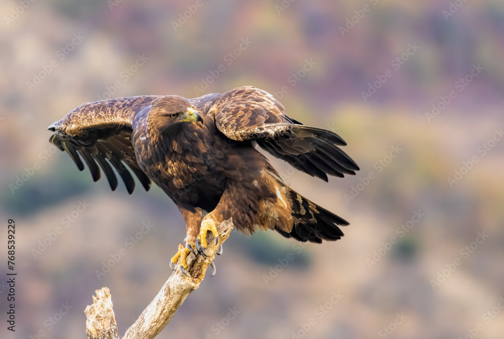 Fototapeta premium Action photography of Golden Eagle