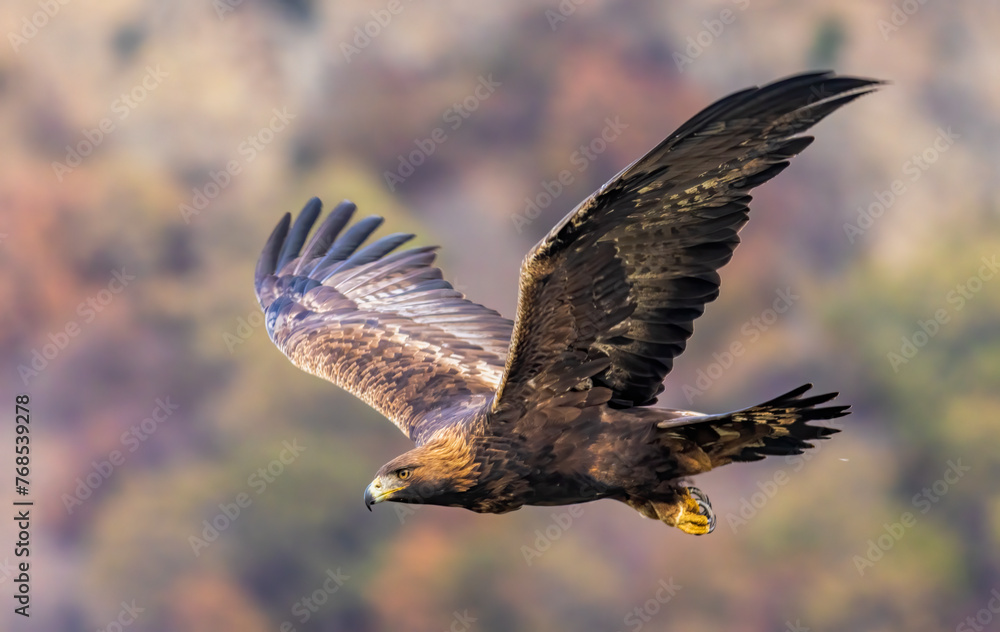 Obraz premium Action photography of Golden Eagle