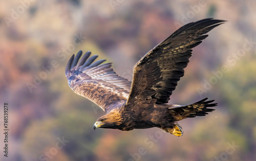 Action photography of Golden Eagle © georgigerdzhikov