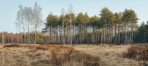 scandinavian forest landscape with brown grass and dry tree branches, sky is blue, cloudy day. birch trees in the foreground, dead grass on top and brown forest with spruce trees behind it