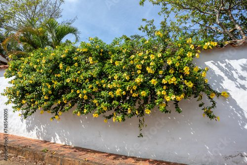 Allamanda schottii flower, commonly known as bush allamanda, is a shrub of genus Allamanda in the family Apocynaceae. Santander department, Colombia photo