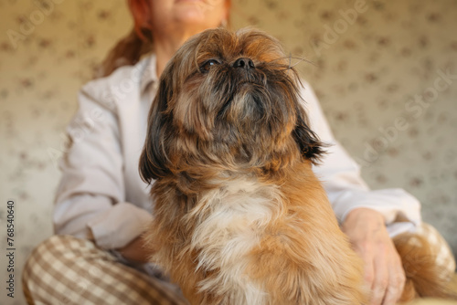 woman having fun and relaxing time at home with the shih tzu dog. Free and happy time at home concept