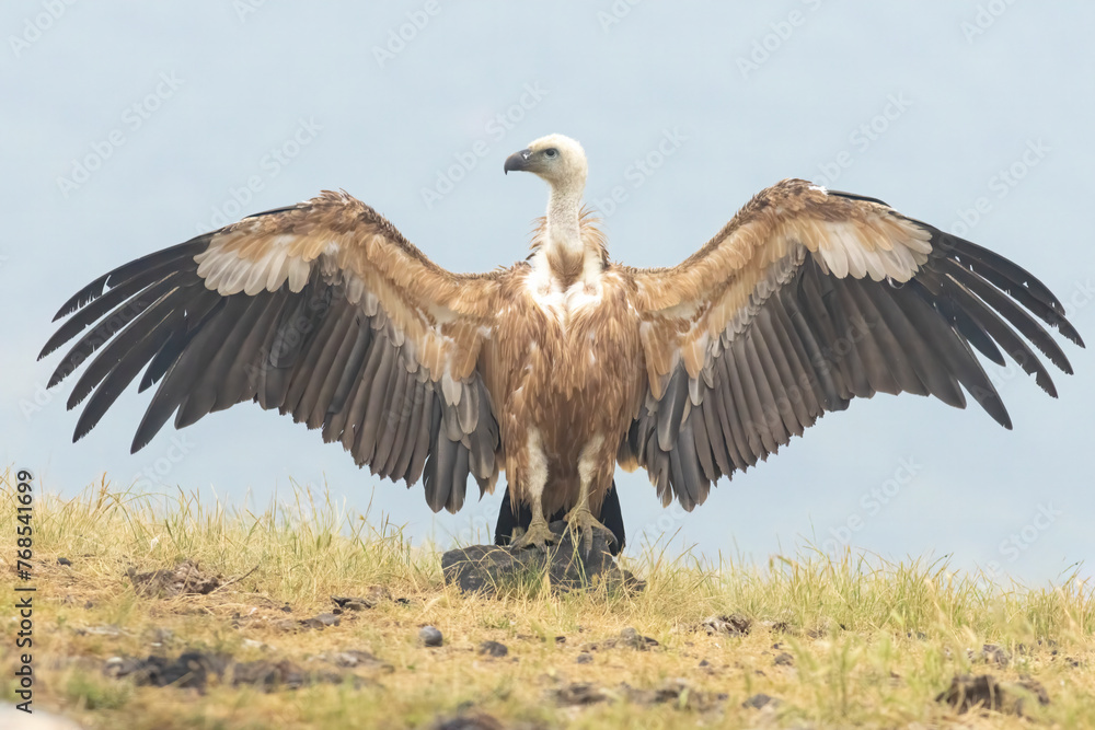 Griffon Vulture (Gyps fulvus) on feeding station Griffon Vulture (Gyps fulvus) on feeding station