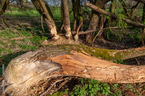 Verbissspuren von Bibern an Baumstämmen, die absterben und teilweise umgefallen sind