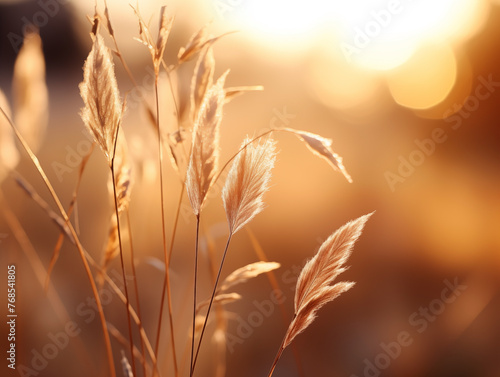 Golden reeds swaying at sunset, capturing the essence of summer warmth