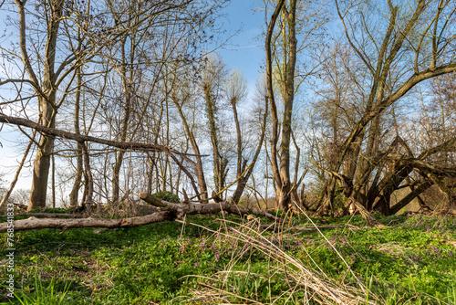 Laublose, teilweise durch Biberfraß umgefallene und abgestorbene Bäume in einem Waldstück mit Naturwiese im Frühling bei schönem Wetter
