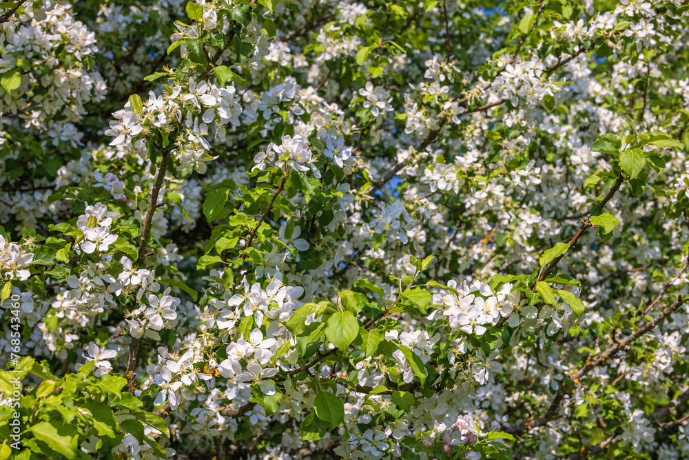 Flowering apple tree branches a sunny summer day Flowering apple tree branches a sunny summer day