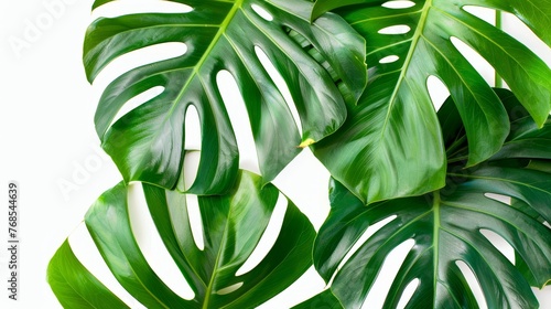 Isolated on white background, monstera plant leaves, the tropical evergreen vine photo