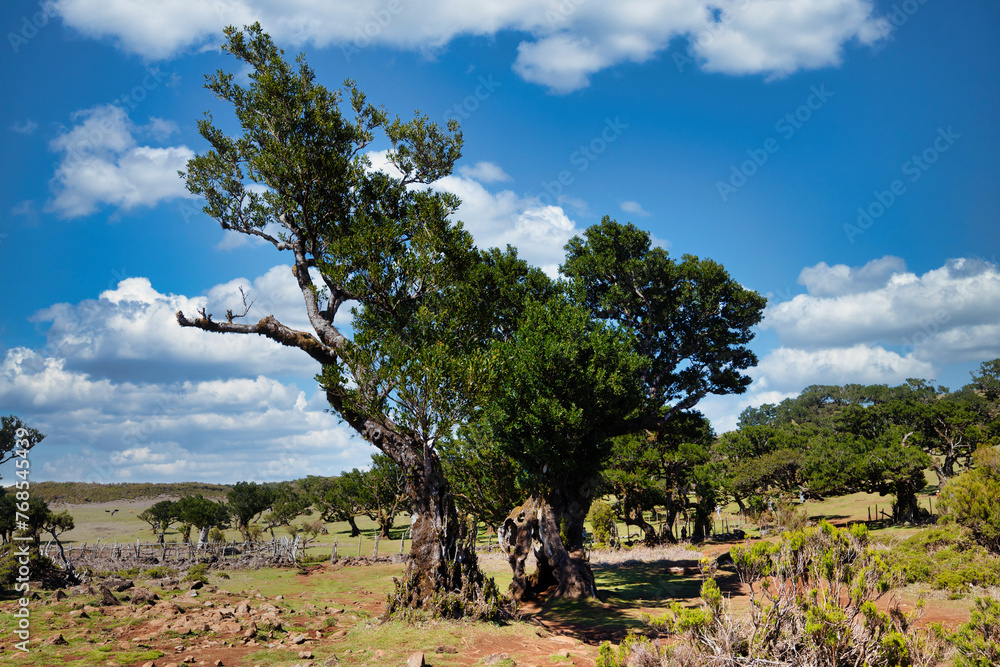 The photo depicts the ancient Fanal forest in Madeira. Distinctive in this area are the twisted trees with exceptional shapes, which testify to their age. The clear sky with a few clouds adds charm The photo depicts the ancient Fanal forest in Madeira. Distinctive in this area are the twisted trees with exceptional shapes, which testify to their age. The clear sky with a few clouds adds charm