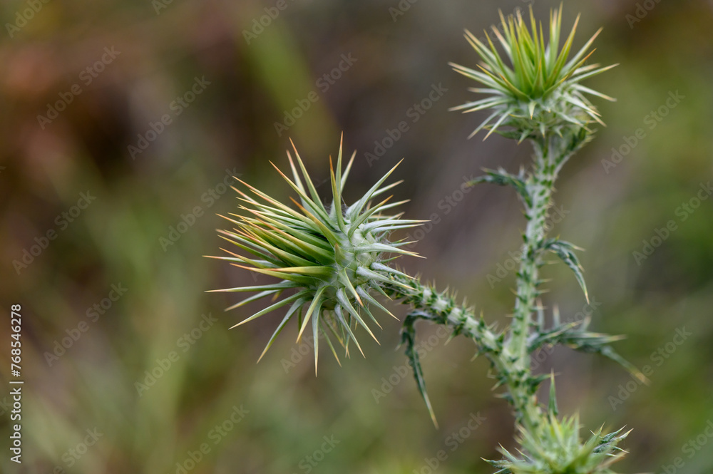 Thistle flowers in the forest in Cyprus Herbal remedy Silybum marianum, St. Mary's thistle 2 Thistle flowers in the forest in Cyprus Herbal remedy Silybum marianum, St. Mary's thistle 2