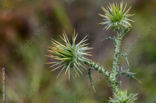 Thistle flowers in the forest in Cyprus Herbal remedy Silybum marianum, St. Mary's thistle 2