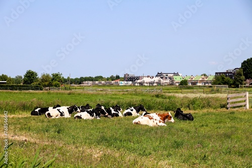 Cows lie in pasture to chew after in zuidplaspolder photo