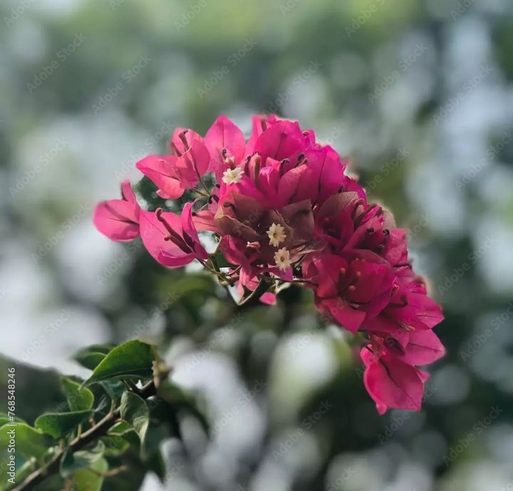 Fototapeta premium pink and white flowers