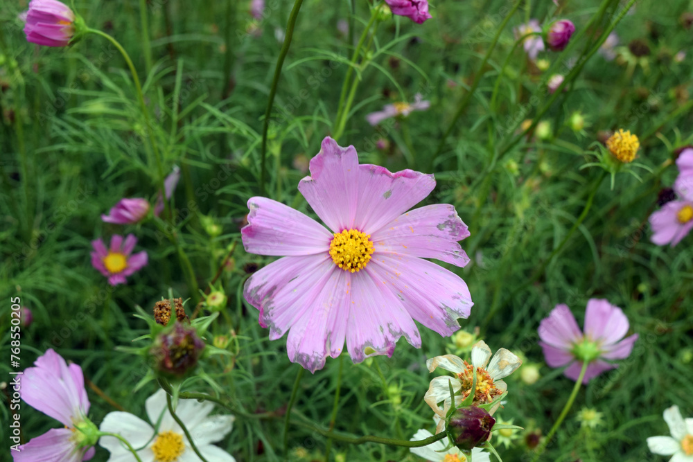 pink flowers in the grass pink flowers in the grass