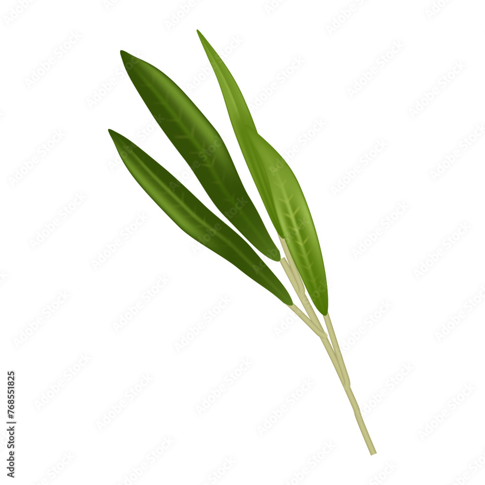 Vector close-up of plant against on white background Vector close-up of plant against on white background