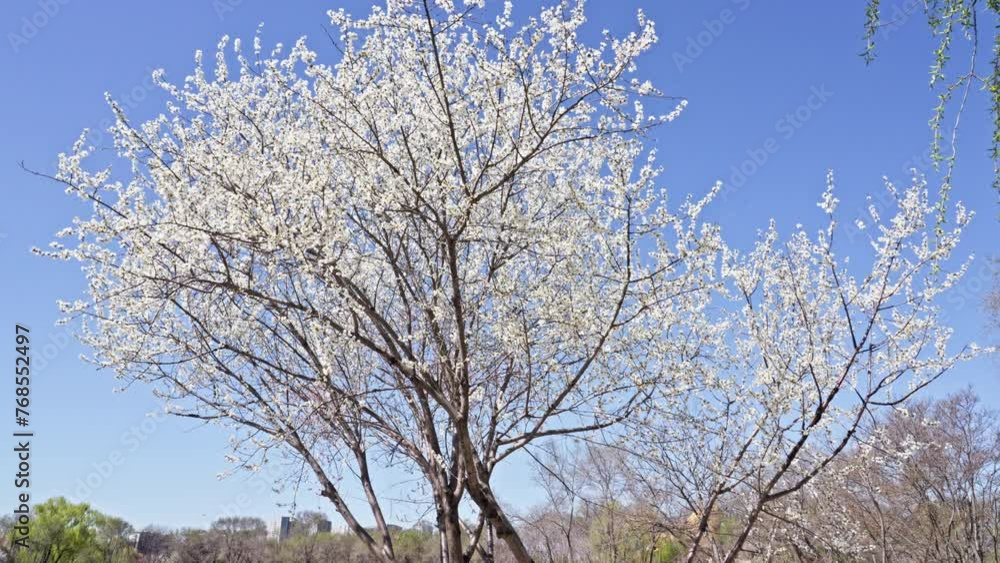 Peach blossoms bloom against the blue sky in April Peach blossoms bloom against the blue sky in April