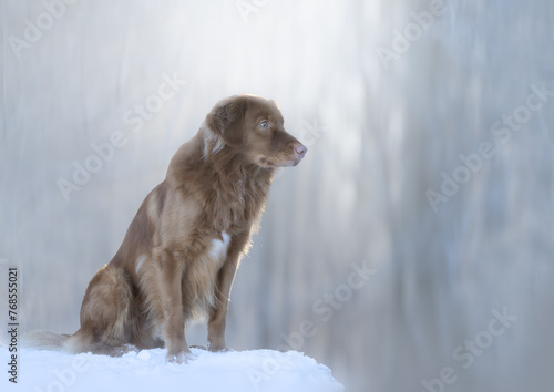 Dog in winter landscape