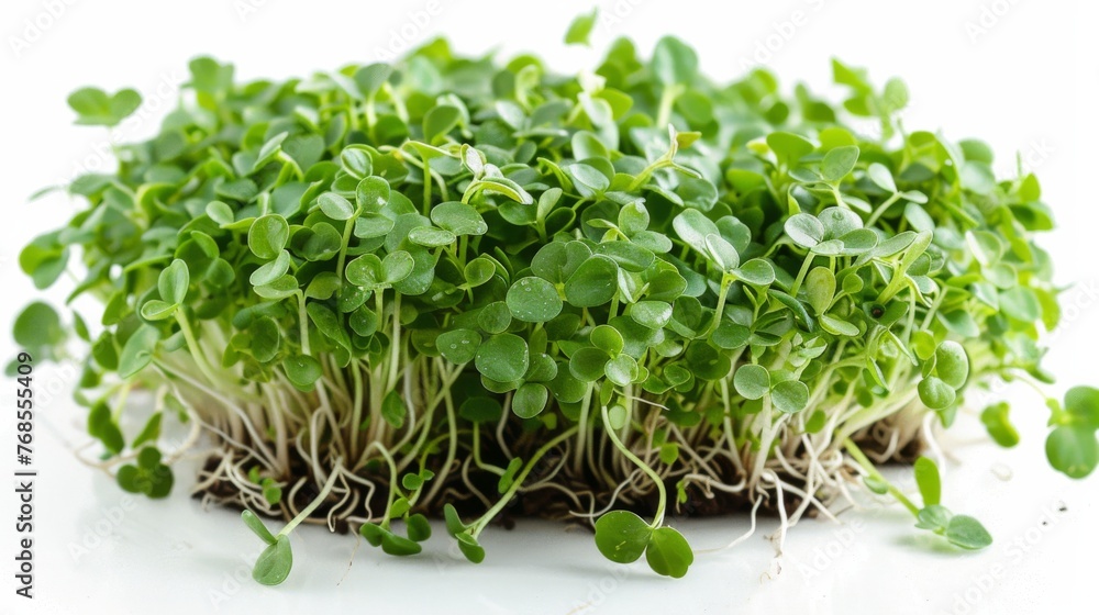 Obraz premium Close Up microgreens