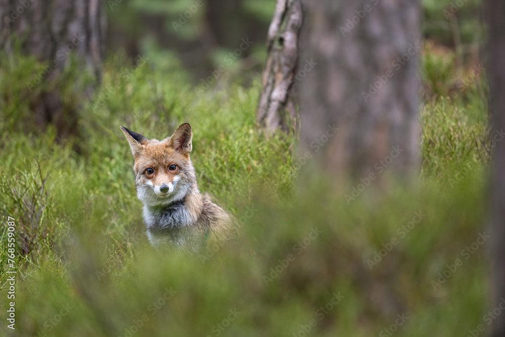 Fox in the forrest in Bohemian.Moravian Highland Fox in the forrest in Bohemian.Moravian Highland