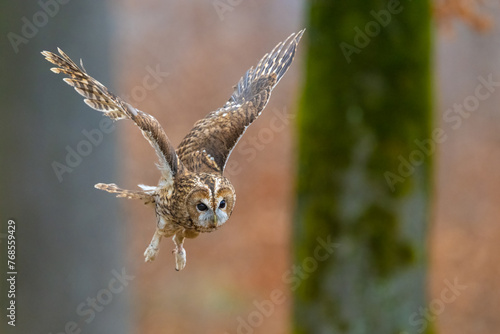 Tableau sur toile Flying Tawny Owl. Strix aluco, Bohemian Moravian Highland.