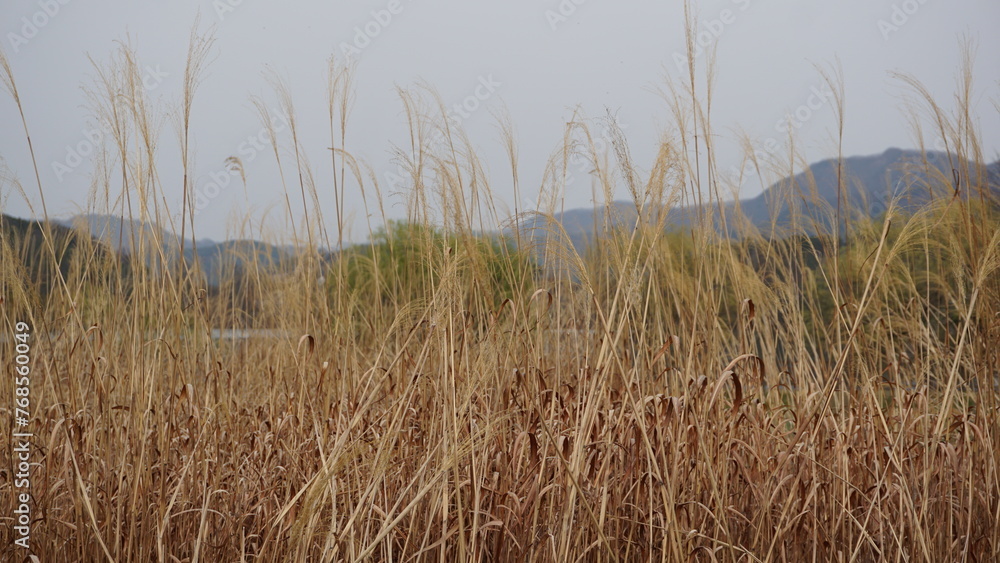 Obraz premium 갈대