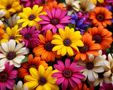 Close-up of a vivid medley of African daisies in a myriad of colors