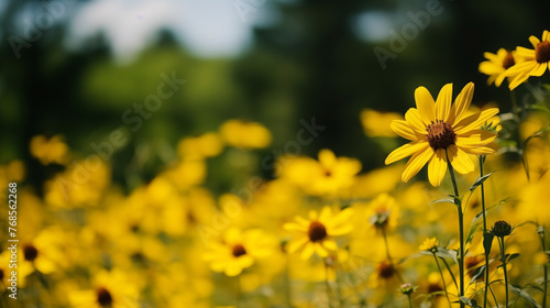 Bright yellow wildflowers bask under a clear blue summer sky