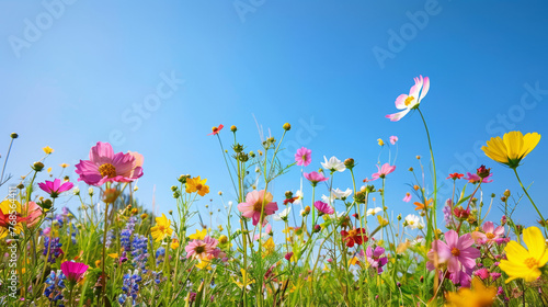 A picturesque combination of wildflowers creating a carpet of color under a vast blue sky   peaceful and fresh