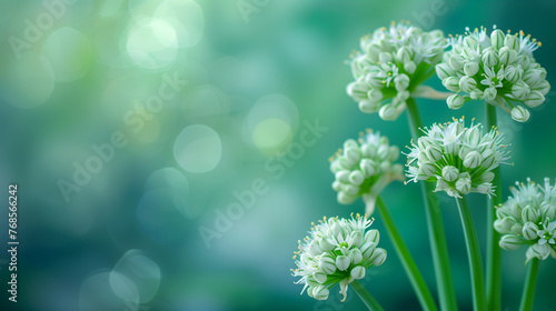 A detailed close-up of wild leek plant with identifiable features, isolated on a gradient background  photo