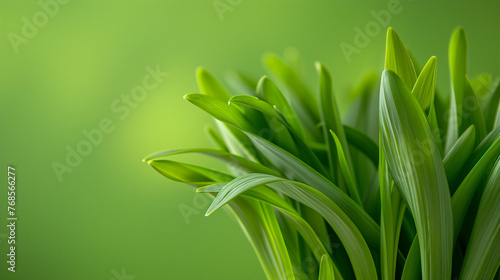 A detailed close-up of wild leek plant with identifiable features, isolated on a gradient background 