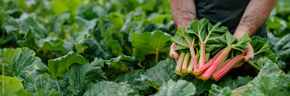 A fresh rhubarb plant with its red stalks and large green leaves, in hands of farmer in a field A fresh rhubarb plant with its red stalks and large green leaves, in hands of farmer in a field