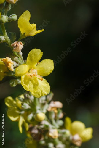 verbascum thapsus  great or common mullein. Vertical macro shot of stem with bright yellow flowers. Flowering summer plant