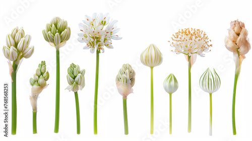 Close-up of blooming wild leek flowers during various stages of their life cycle, isolated on a white background 