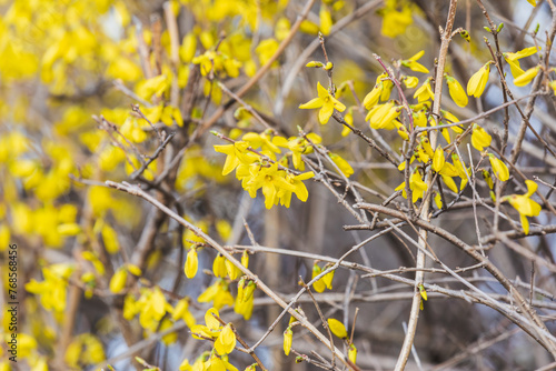 Yellow forsythia signals the beginning of spring. Forsythia koreana