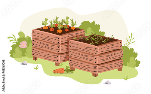Carrot seedling in wooden box. Growing vegetables. Seedling sprouts, compost. Landscape design.