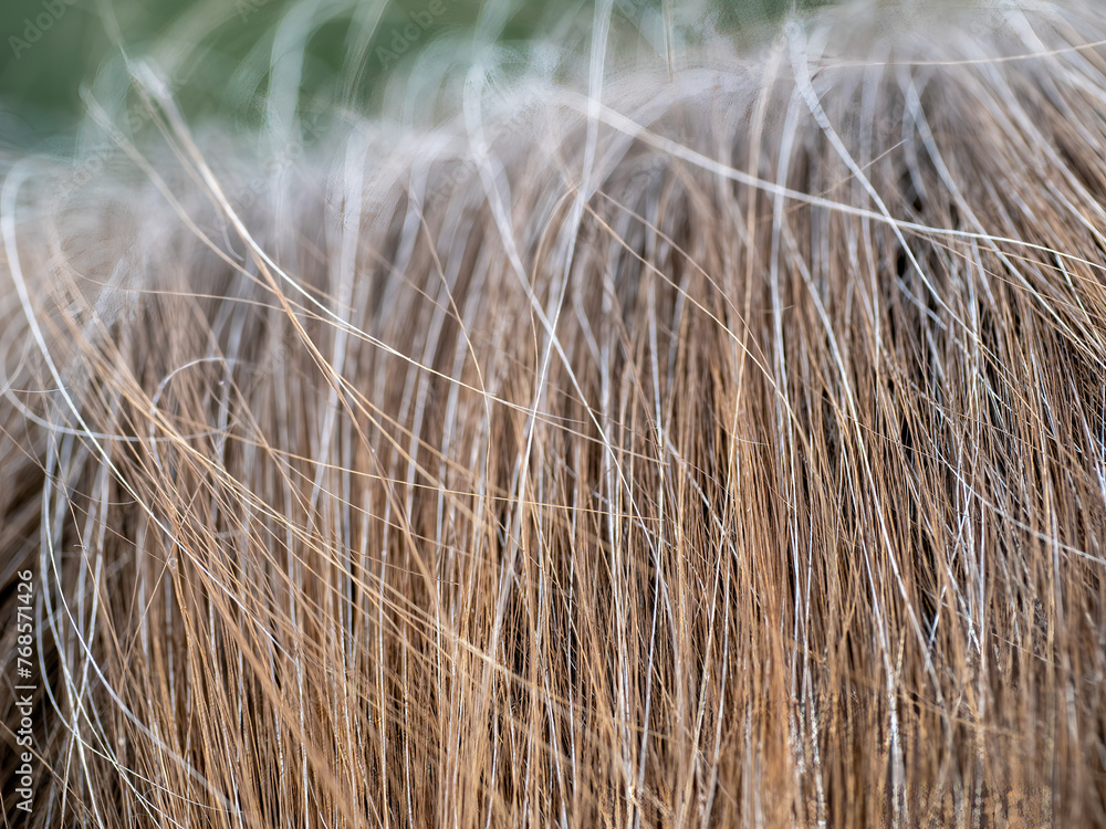 Fototapeta premium Close-up of the wavy blonde hair of a young blonde woman