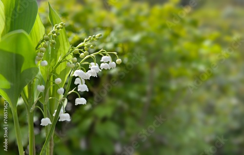close on bells of pretty bouquet of fresh lily of valley blooming in a garden